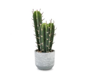 Vaso Cactus in similvero 